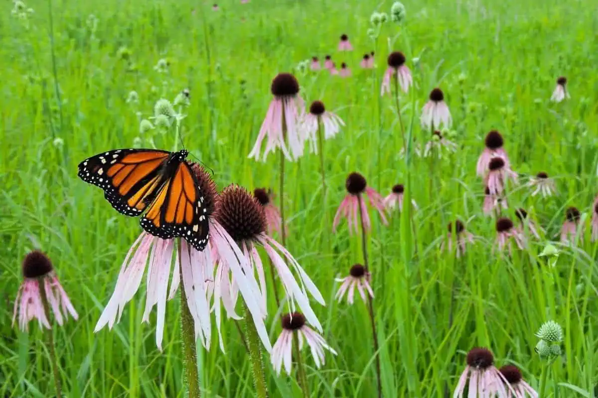 Mariposa monarca en el campo