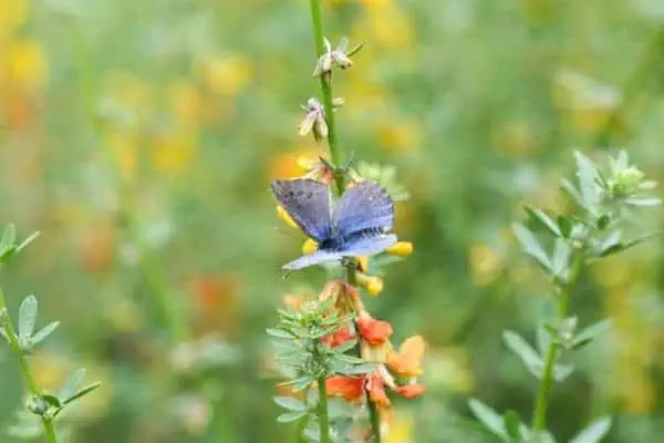 Mariposa azul de Palos Verdes en flor
