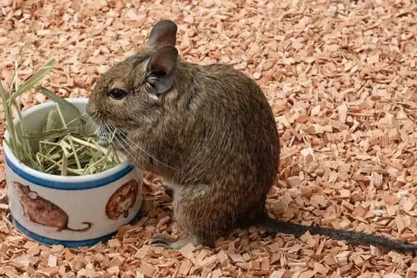 Degu come hojas y tallos marchitos.