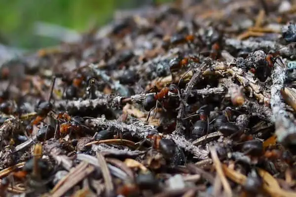 Hormigas ocupadas trabajando en el nido