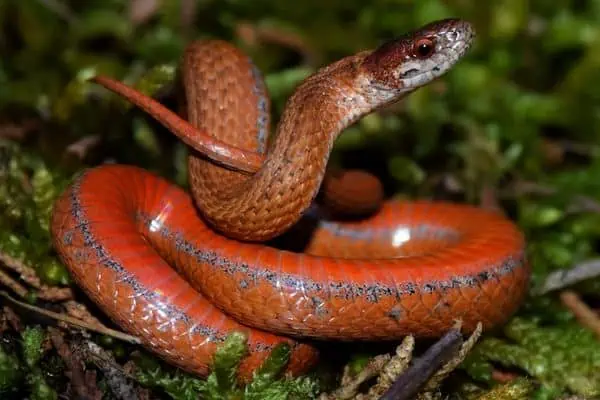 Serpiente de vientre rojo