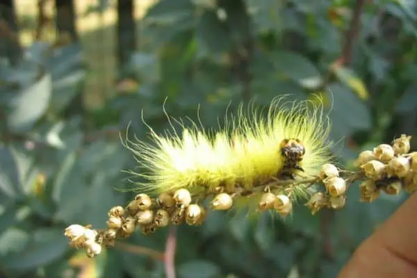 Oruga amarilla peluda