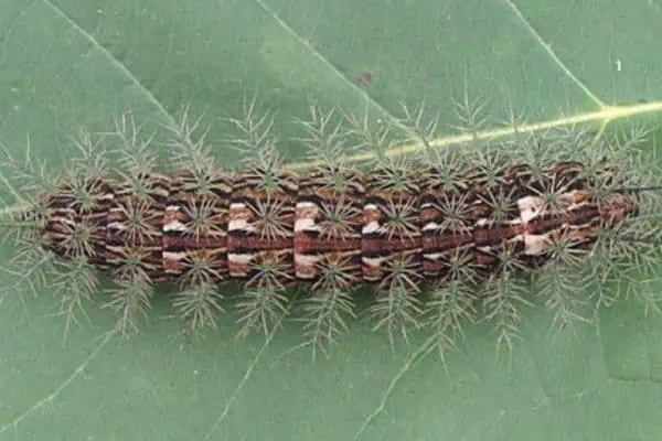 Oruga de la polilla del gusano de seda gigante