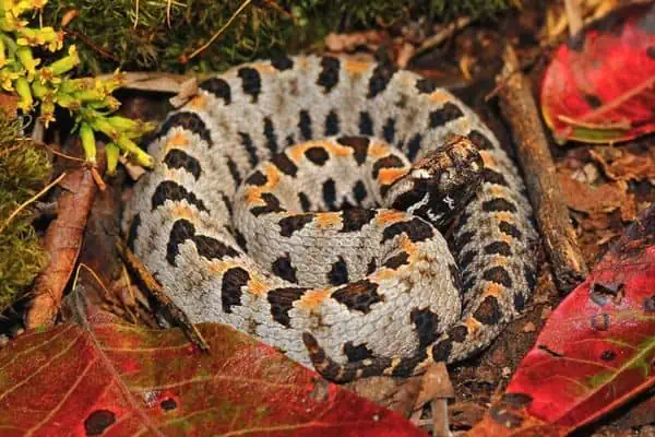 Serpiente de cascabel pigmea occidental enrollada