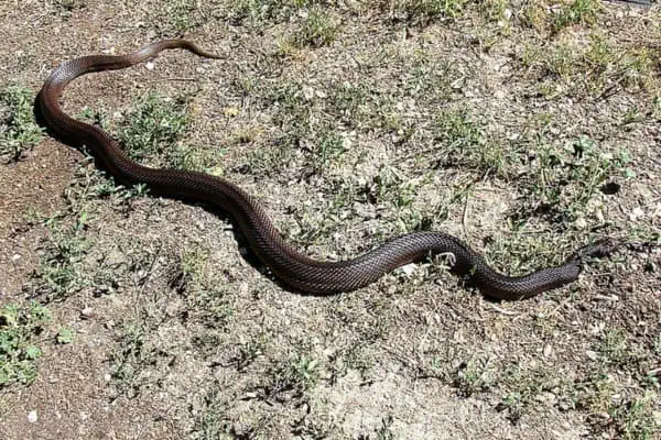 Serpiente de pino negro