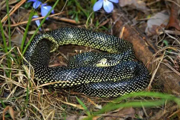 Serpiente real moteada de negro