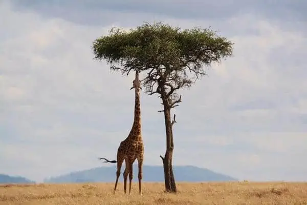 Jirafa al lado de un árbol alto 