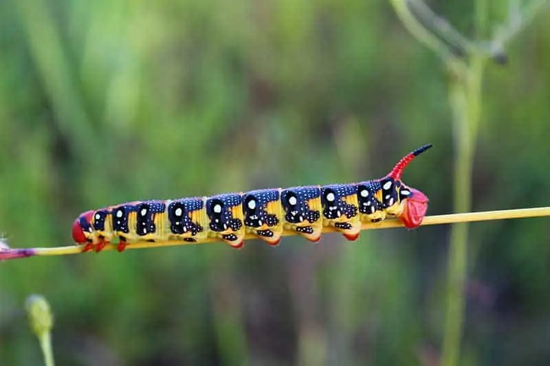 Oruga cornuda