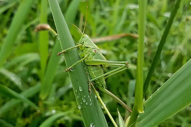 Un saltamontes en la hoja.