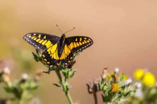 Cola de anís encaramada sobre una flor