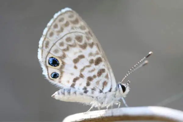 Mariposa azul Casio sobre tallo seco