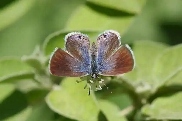 La mariposa azul de Reakirt en la planta