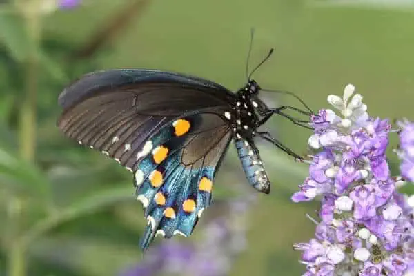 Cola de especie Pipevine sobre una flor