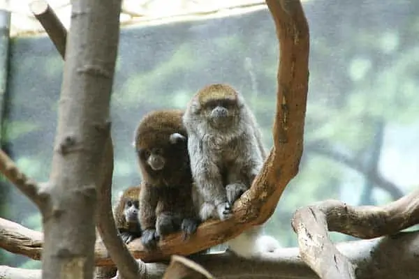 monos tití