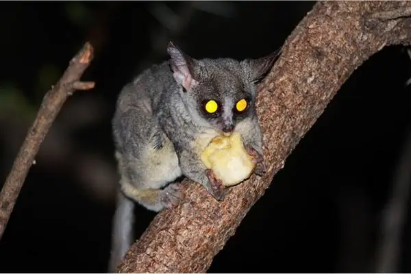 monos nocturnos