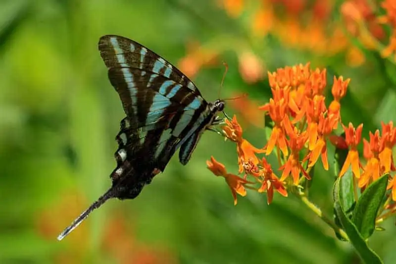 mariposa cola de golondrina cebra