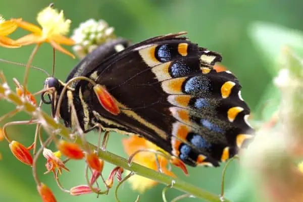 Cola de golondrina de laurel