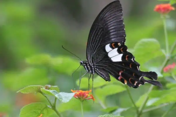 Cola de golondrina helen roja