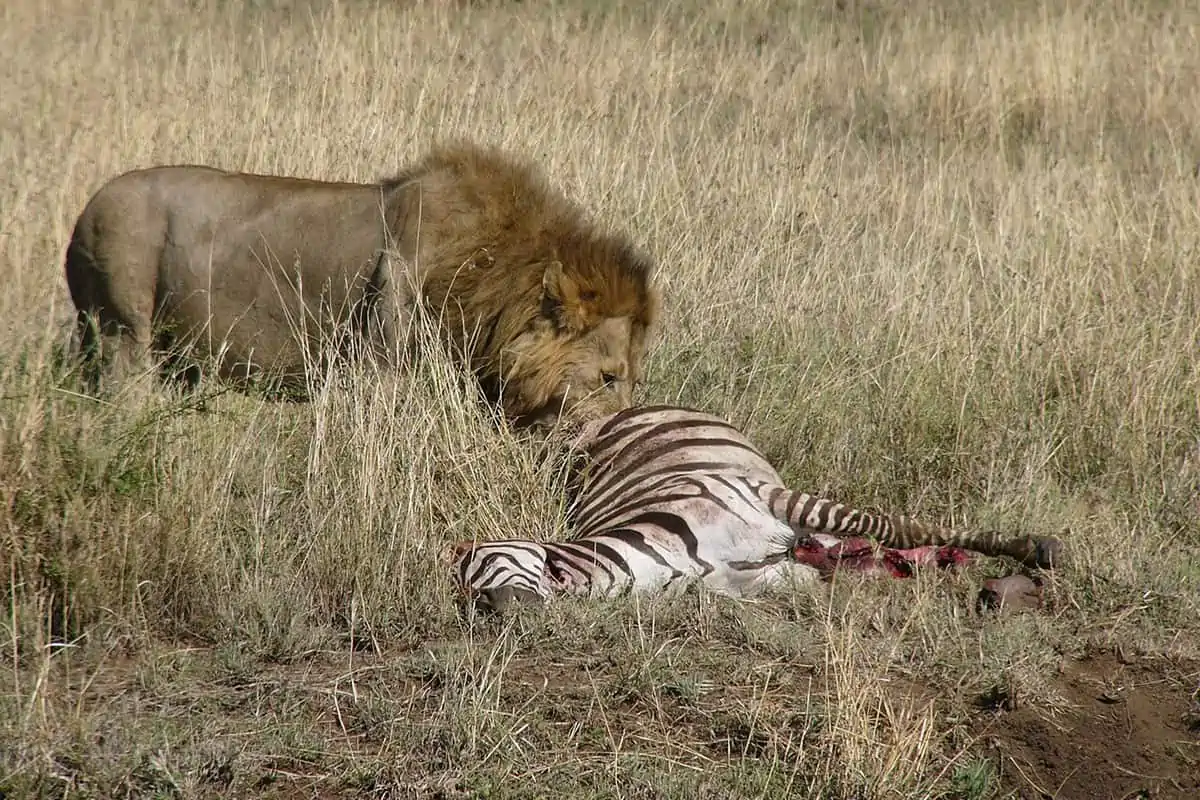 León macho depredador con presa de cebra