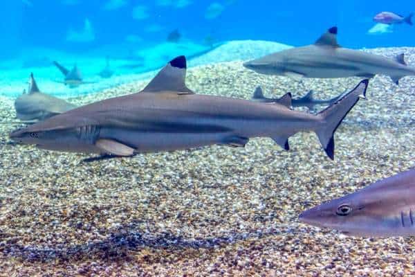 Tiburón réquiem de arrecife de punta negra bajo el agua