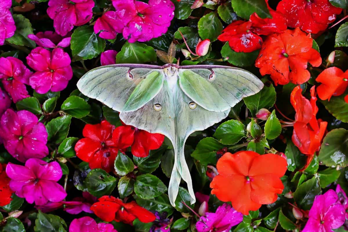 Polilla luna en flores