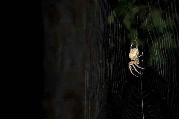 Araña en la noche