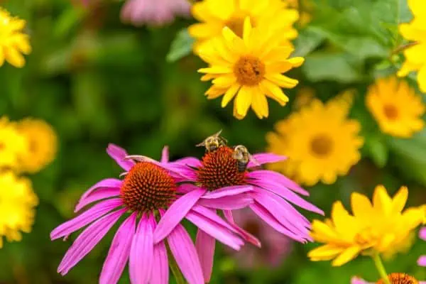 Abejas en el jardín