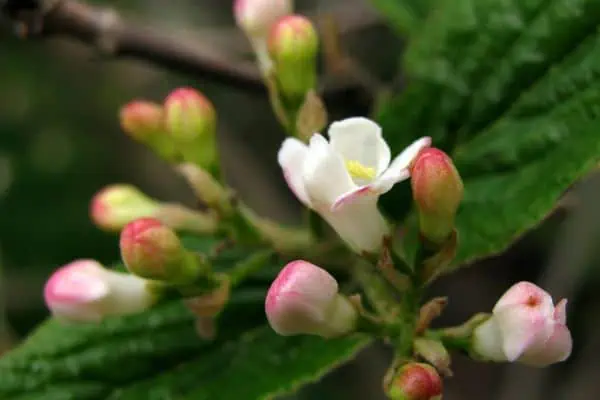 flor fragante