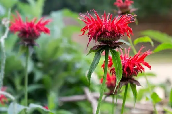 Planta de bálsamo de abeja