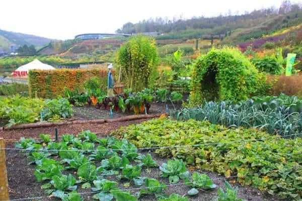 huerta de verduras y frutas