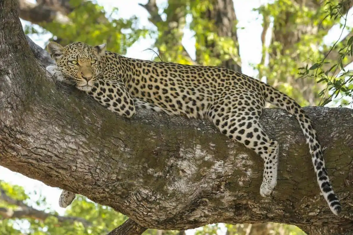 Leopardo descansando en un árbol