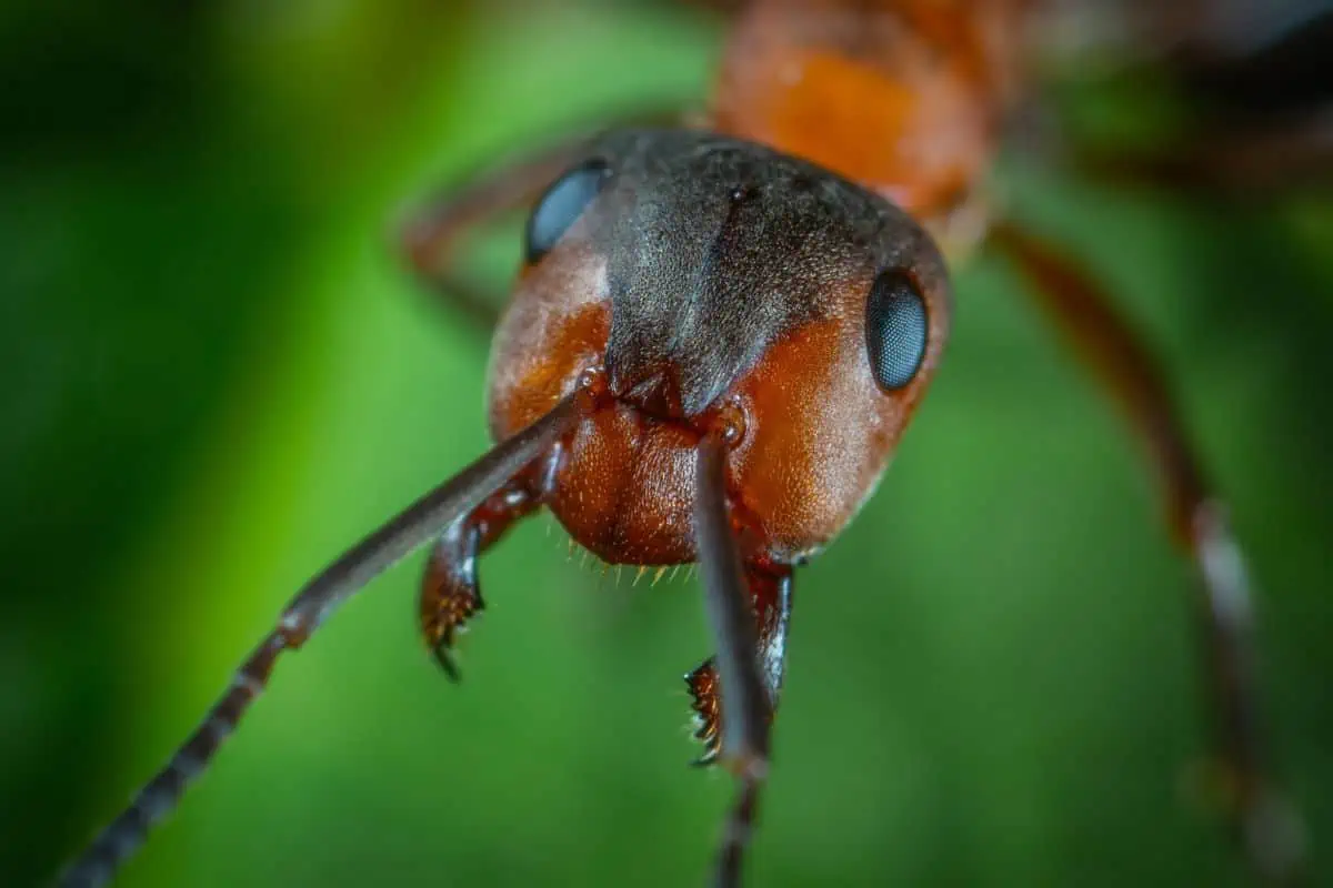 Cabeza de hormiga de cerca