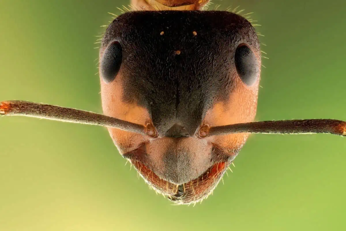 ojos de hormiga