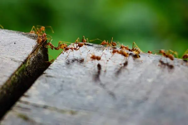 Trabajo en equipo de hormigas.