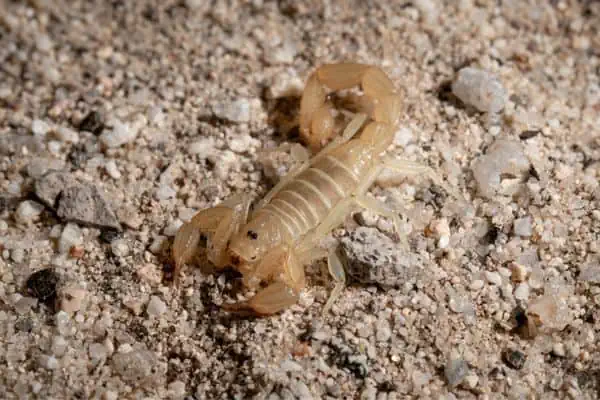 Escorpión de arena enano dorado