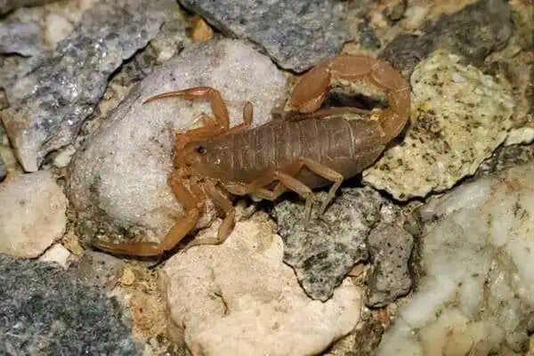 Escorpión diablo de las dunas