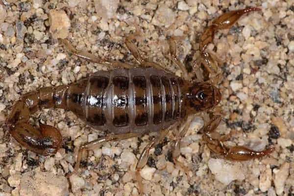 Escorpión de las montañas de la superstición