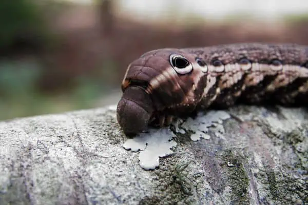 Oruga esfinge tersa