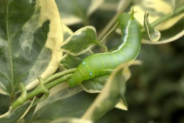 oruga de la polilla halcón adelfa