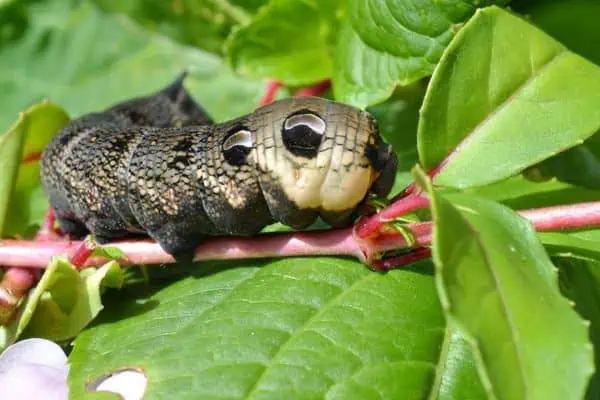 oruga del halcón elefante