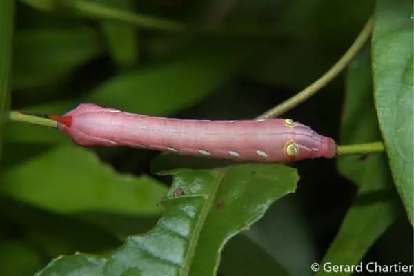 oruga de la polilla halcón pergesa