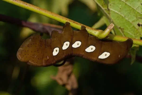 oruga de la polilla esfinge de pandora