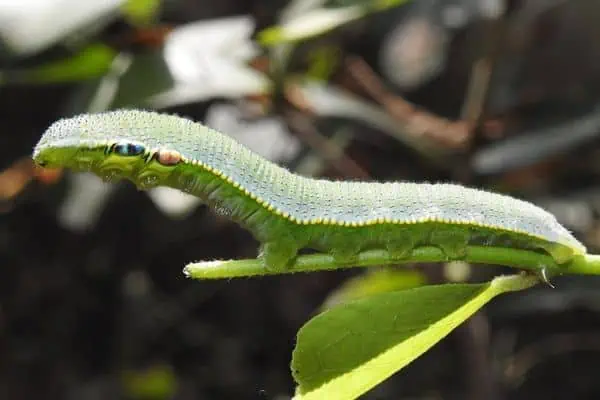 gran oruga de punta naranja