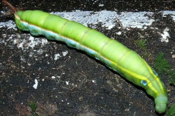 oruga de la polilla halcón de jade
