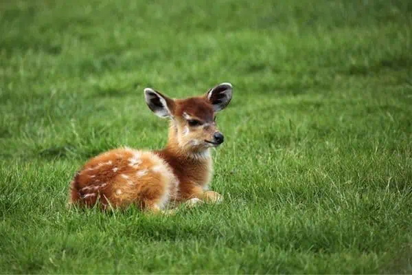 Ciervo africano