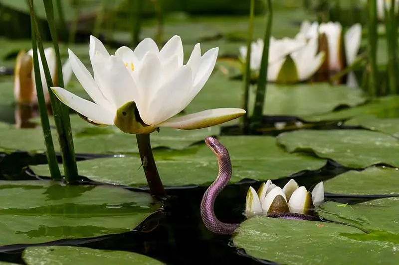 Lirio de agua