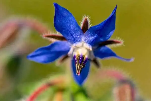 flor de borraja