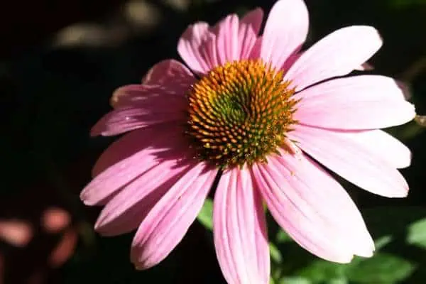 Coneflower