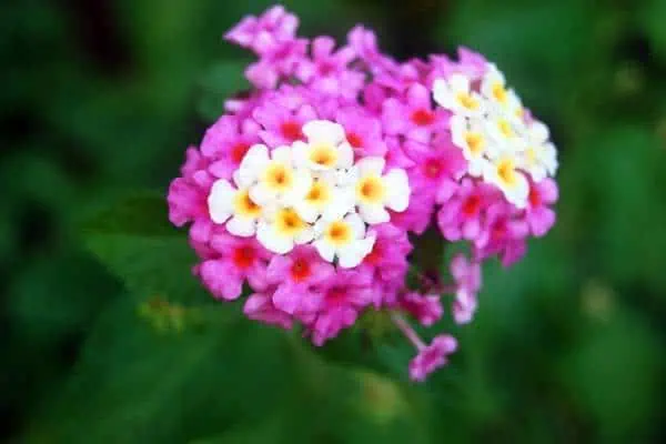 flores de lantana