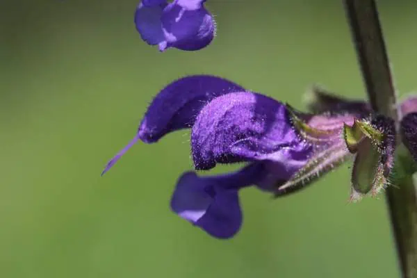 Flor de salvia de pradera